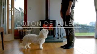 Coton De Tulear Puppy Tricks [upl. by Frederic]