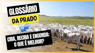 A diferença entre CRIA RECRIA E ENGORDA [upl. by Niu]