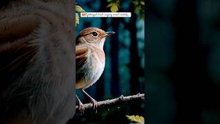 😍Nightingale Bird Sings Beautiful Melodies shorts birdwatching trending viralshort naturelovers [upl. by Guntar]