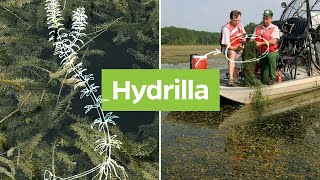 Hydrilla Hydrilla verticillata  Plant Identification [upl. by Nedarb884]