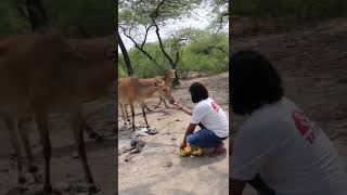 Nilgai नीलगाय  Nilgai vs Man shorts ytshorts wildlife [upl. by Ehrlich]