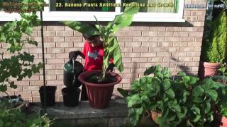 How to Grow a Banana Plant tree Splitting Repotting Musa Basjoo UK E22 [upl. by Mountford]