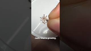 My pet Tarantula update🕷️🤩 pets insects spider animals wildlife [upl. by Erin]