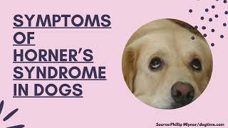 Symptoms Of Horner’s Syndrome In Dogs [upl. by Ebby]