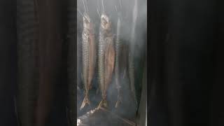 VERS GEVANGEN MAKREEL ROKEN ROOKOVEN In de regen makreel vissen fish visroken food selfmade [upl. by Llyrrad]