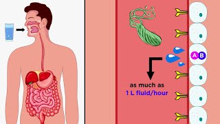 Cholera Vibrio cholerae O1 and O139 [upl. by Ube]