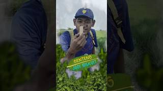 GENTENG JADI WAFER [upl. by Kinnard579]