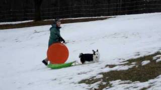 Nilla Corgi sledding by herself [upl. by Aerua721]