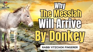 Why a Donkey  Rabbi Yitzchok Fingerer [upl. by Aisad]