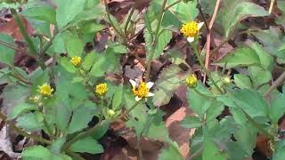 Bidens pilosa L  Medicinal Uses of Bidens pilosa  Spanish Needle  Beggars Ticks [upl. by Adnovaj]