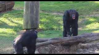 Chimpanzee sounds  Common Chimpanzee Pan troglodytes making Chimp noises [upl. by Kimber110]