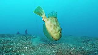 【映像記録】濁った海底で砂中の餌を探すカワハギと泳ぐ Swim with filefish searching for food in the sand on the murky seabed [upl. by Gil]