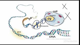 chromosomes vs Chromatin and genes  class 9 [upl. by Oigroeg]