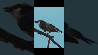 Strike bird Butcher Bird shorts youtubeshorts strike butcher butcherbird beautifulnature [upl. by Ahcsap]