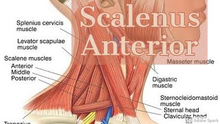 Scalenus Anterior [upl. by Nitz]