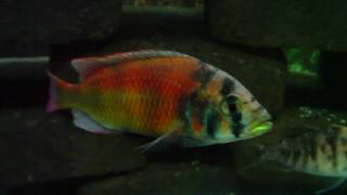 Haplochromis sp 44 Thickskin [upl. by Dowd]