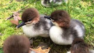 Endangered Scalysided Merganser Ducklings [upl. by Eeimaj]