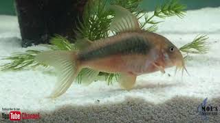 How to Care for Corydoras Eggs and fry [upl. by Spillar]