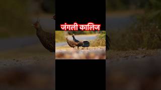 आहा कति राम्रा कालिज pheasants nature naturesounds shorts [upl. by Ambrosane]