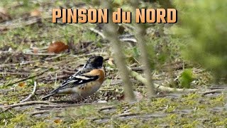 PINSON du NORD avec des Pinsons des arbres [upl. by Ardnuassak282]