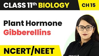 Class 11 Biology Chapter 15  Plant Hormone Gibberellins  Plant Growth and Development [upl. by Ycam]