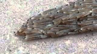 Fungus gnat larvae snake crossing the sidewalk [upl. by Moersch]