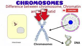 Chromosome [upl. by Yesteb]