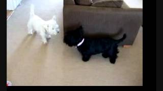 My Westie and Scotty dogs playing West Highland White and Scottish Terrier [upl. by Ffoeg291]