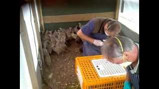 How to remove pheasant bits Mr Poacher Removing bits 3 [upl. by Ahterahs]