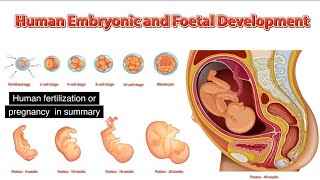 Fertilization and Pregnancy Animation [upl. by Sontich]