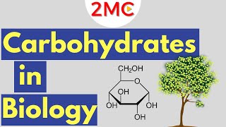 Carbohydrates  Biological Molecules Simplified 1 [upl. by Akeihsal]