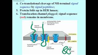 306 Details of the Signal Hypothesis [upl. by Zurciram]