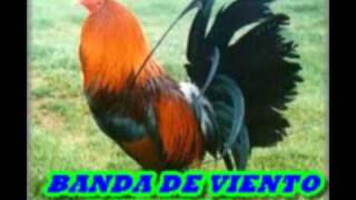 MUSICA HUASTECABANDA DE VIENTO ESTRELLAEL GALLITO [upl. by Wise]