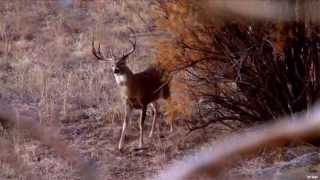 Hunting Deer in Northwest Oklahoma [upl. by Malissia]