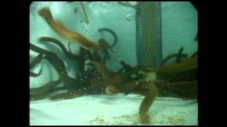 Sea lamprey panic response  underwater view [upl. by Nakeber]