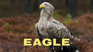 Whitetailed eagle sound whitetailed eagle call [upl. by Goar]