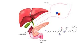 Vyvanse Metabolism to dAmphetamine [upl. by Atileda]