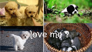 HeartMelting Puppy Moments 💖🐾 funny dog doglover pets [upl. by Attennaej989]