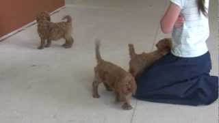 Mandys Natural Moyen Poodle Puppies for Sale from Sunshine Acres [upl. by Xad]