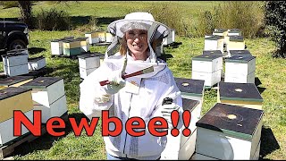 Beekeeping Tips For Beginners [upl. by Polard207]