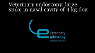 Veterinary endoscopy large spike in nasal cavity of a 4 kg dog [upl. by Ikoek424]