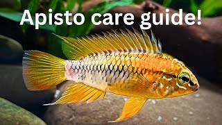 Ultimate Apistogramma Care Guide Setup Behavior and Breeding [upl. by Aynad]