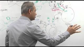 T cell functions Immunology lecture 10 part 5 [upl. by Stig204]