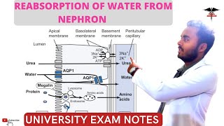 Reabsorption of water from Nephron Obligatory and Facultative Reabsorption [upl. by Alimac]