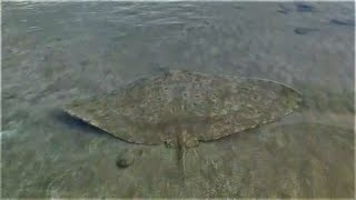 🐟Mantelina pez raya en la playa de Salinetas Telde una especie que habita en las Islas Canarias [upl. by Azarcon]