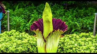 Corpse Flower Timelapse Video Chicago Botanic Garden [upl. by Kries]