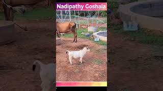 Micro Miniature Cow srikrishncow  Miniature punganuru cow nadipathygoshala shorts [upl. by Schenck]