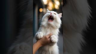 Persian Cat Turns Tiger 😱 Watch Her Fierce Attack on My Hand 🐯👊milky cat catbaby catlover [upl. by Otxis616]