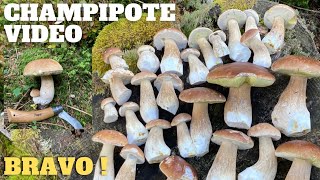 Cèpes une super belle sortie Champipote  Cèpes 2023 cèpes champignons [upl. by Artim]