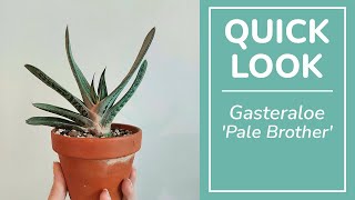 Gasteraloe Pale Brother [upl. by Aeel556]